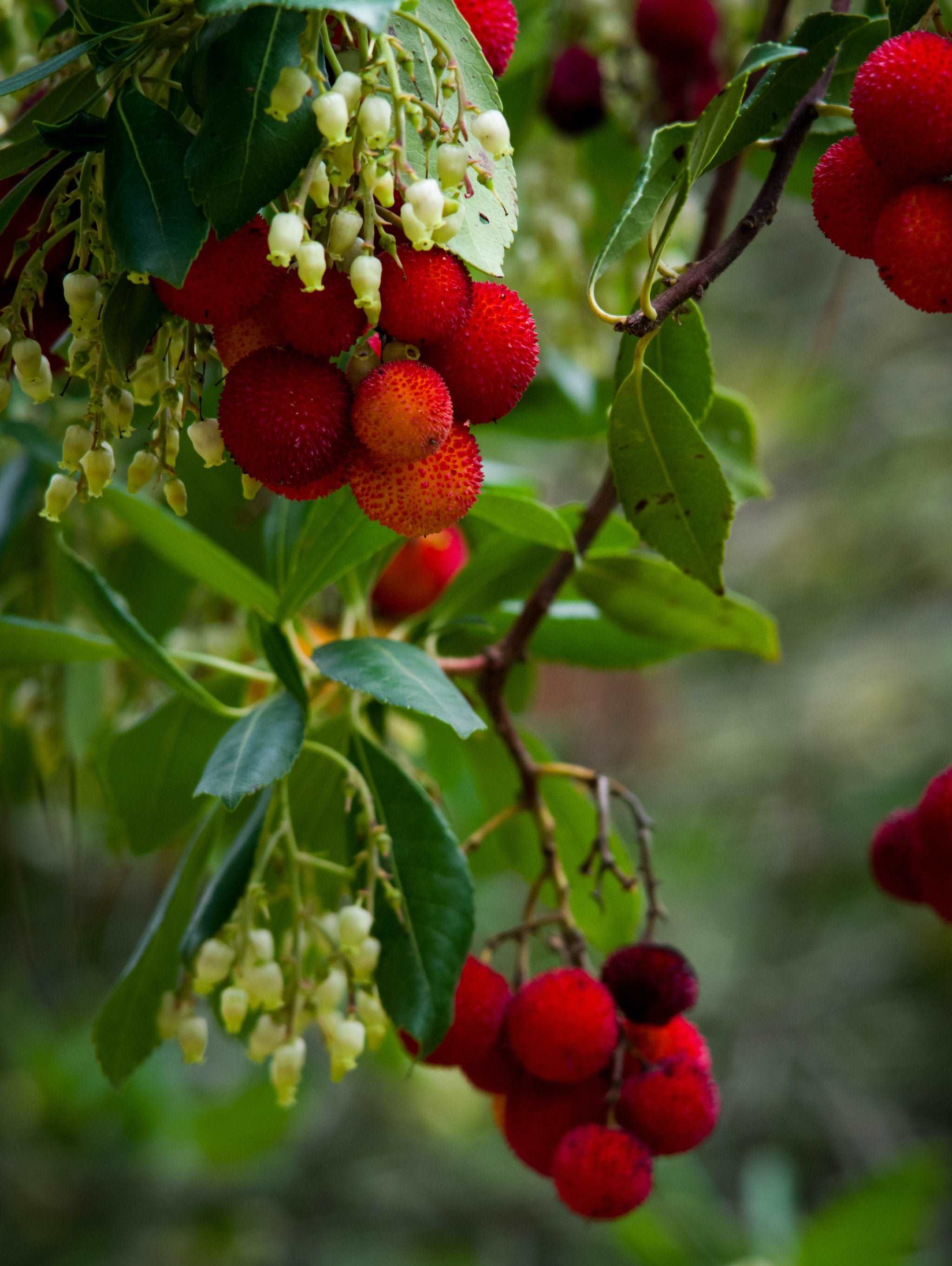 Arbutus 'Marina' - Strawberry Tree