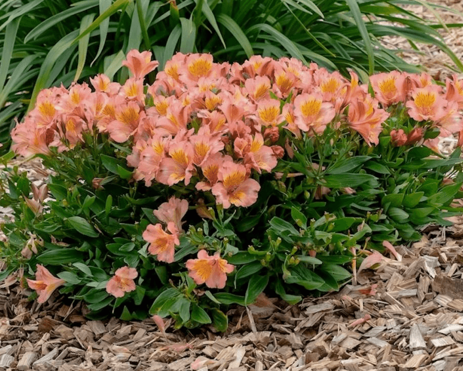 Alstroemeria Incalys Salmon ('Turcal139'PBR) EU 60234 - Peruvian Lily