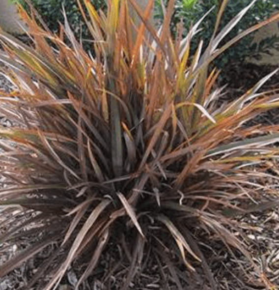 Phormium 'Jack Spratt'