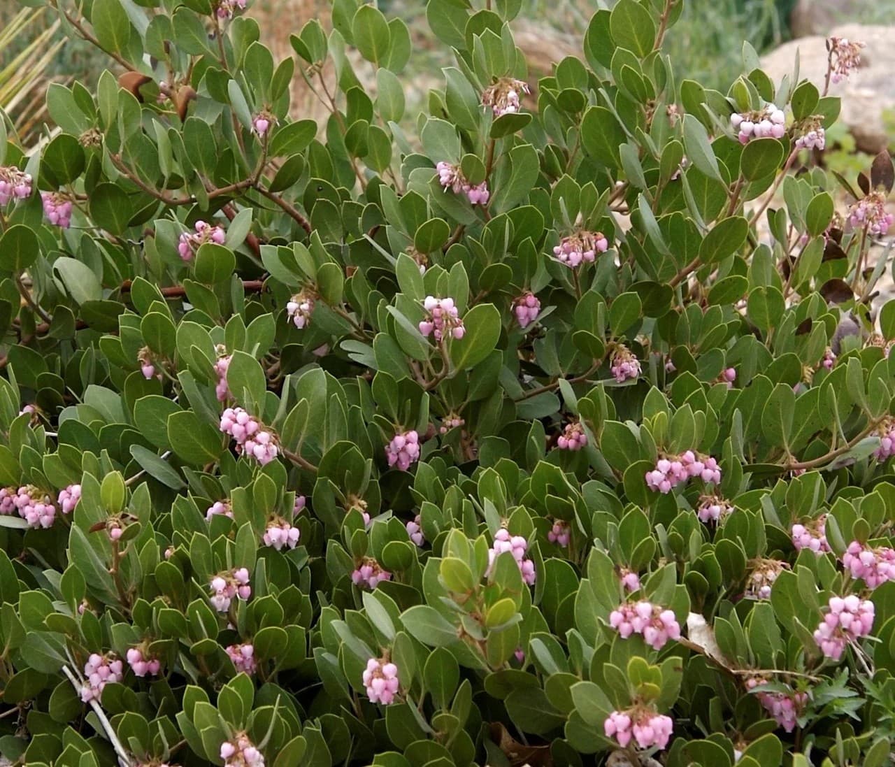 Arctostaphylos 'Panchito' - Panchito Manzanita
