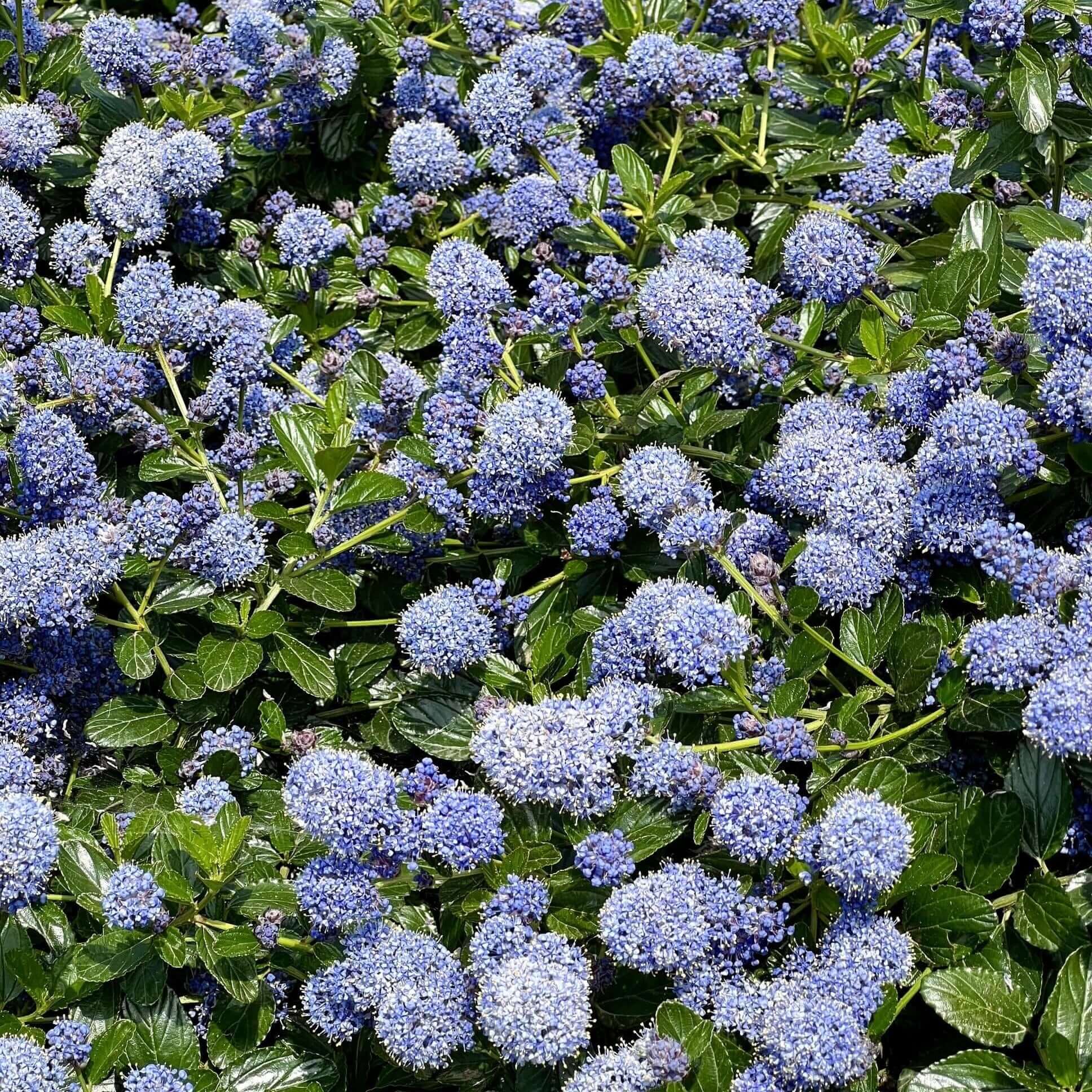 Ceanothus griseus var. horizontalis 'Yankee Point' - Yankee Point California Lilac