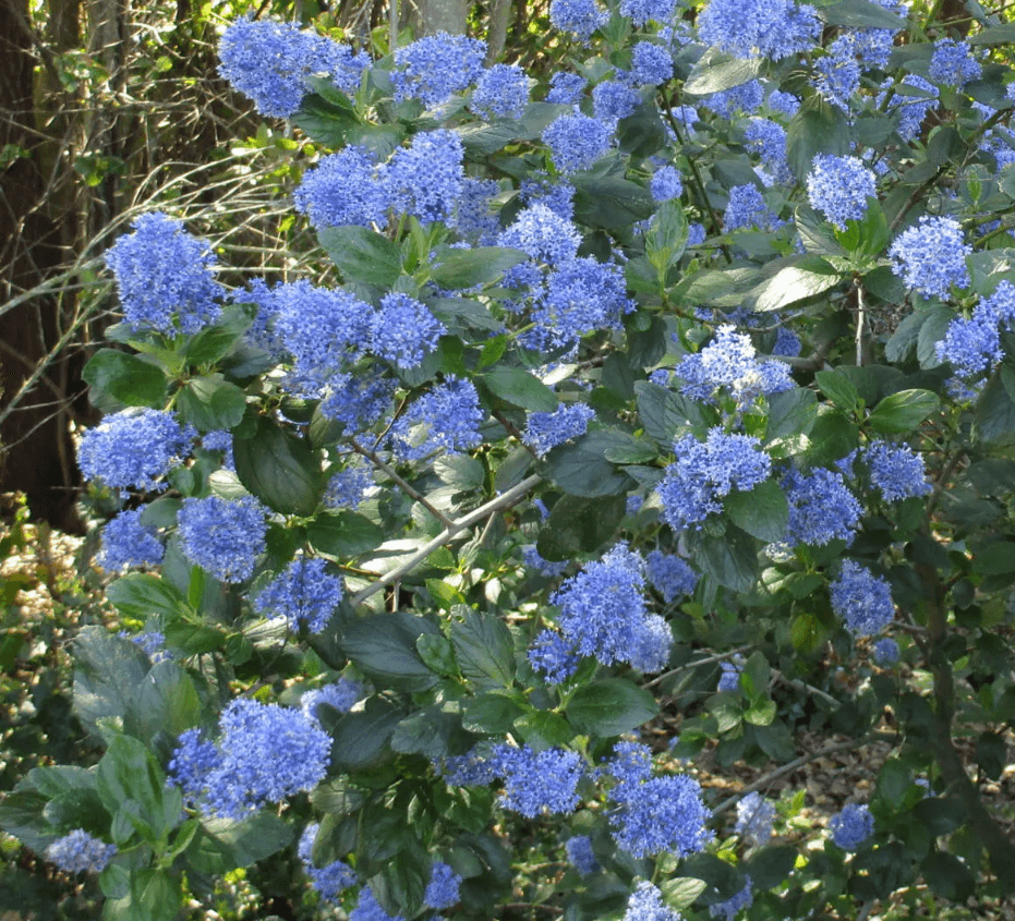 Ceanothus 'Ray Hartman' - Ray Hartman California Lilac