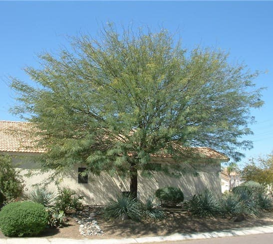 Prosopis chilensis - Thornless Chilean Mesquite