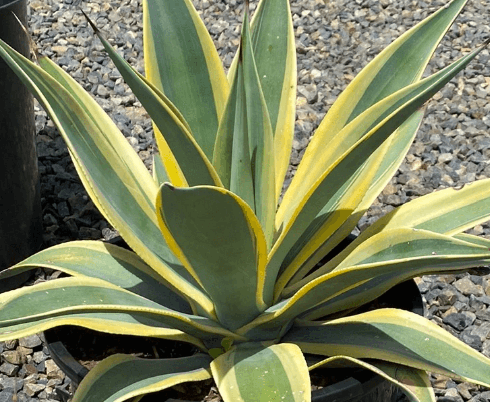 Agave 'Arizona Star'