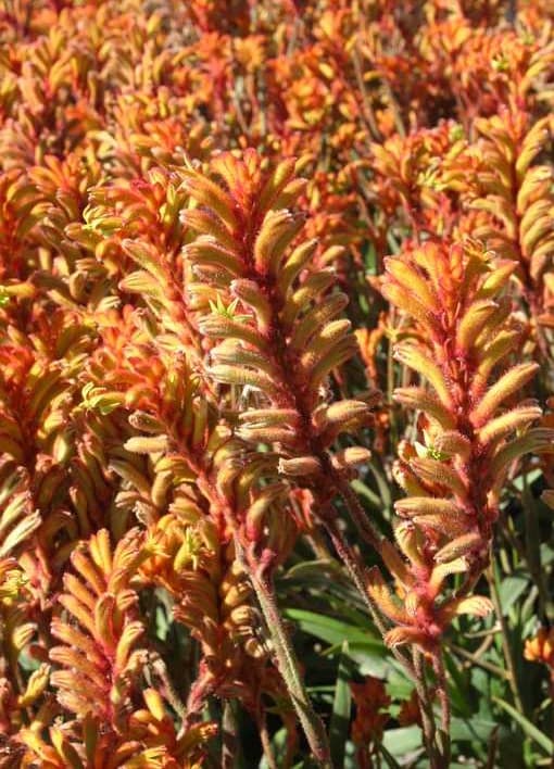 Anigozanthos 'Bush Tango' - Orange Kangaroo Paw