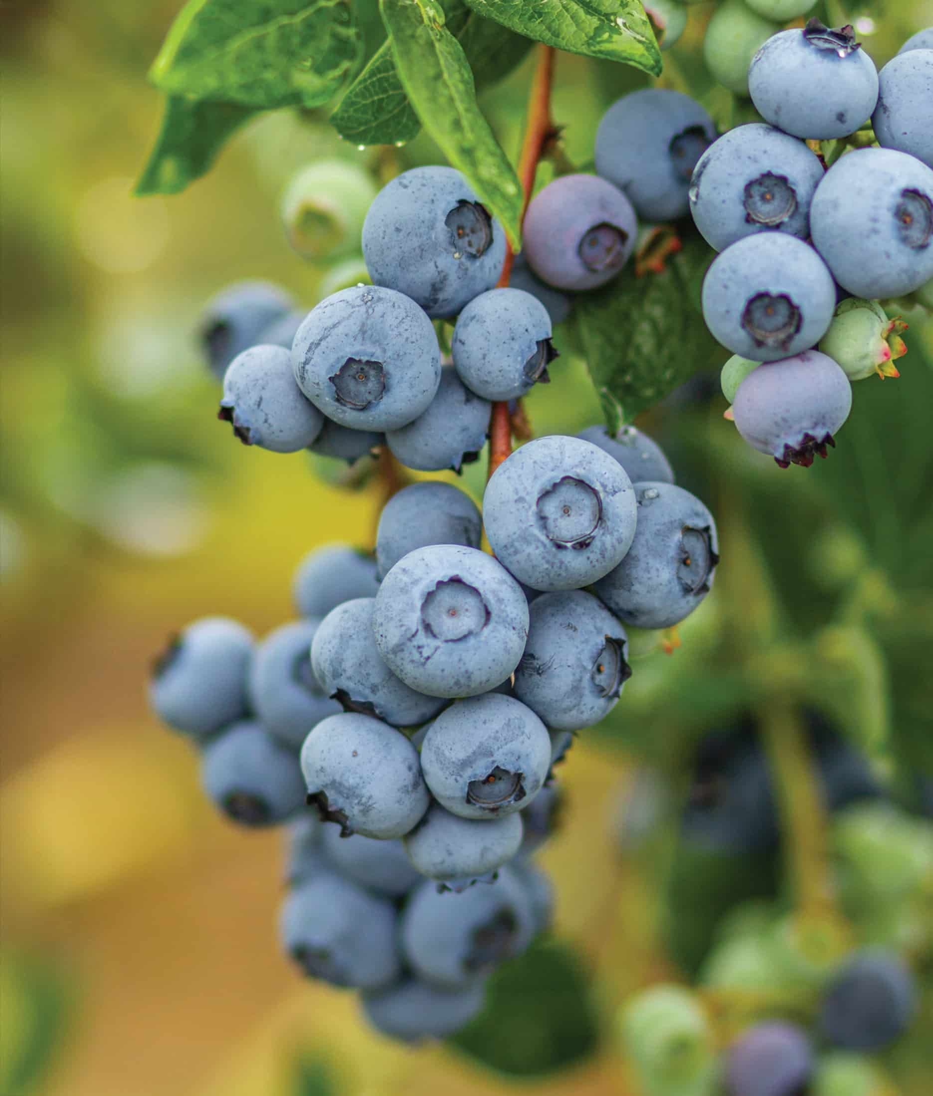 Vaccinium corymbosum ‘Legacy’ - Legacy Blueberry NHB