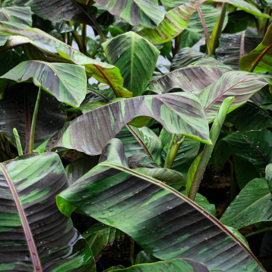 Musa sikkimensis 'Ever Red' USPP#36432 - Darjeeling Banana Tree