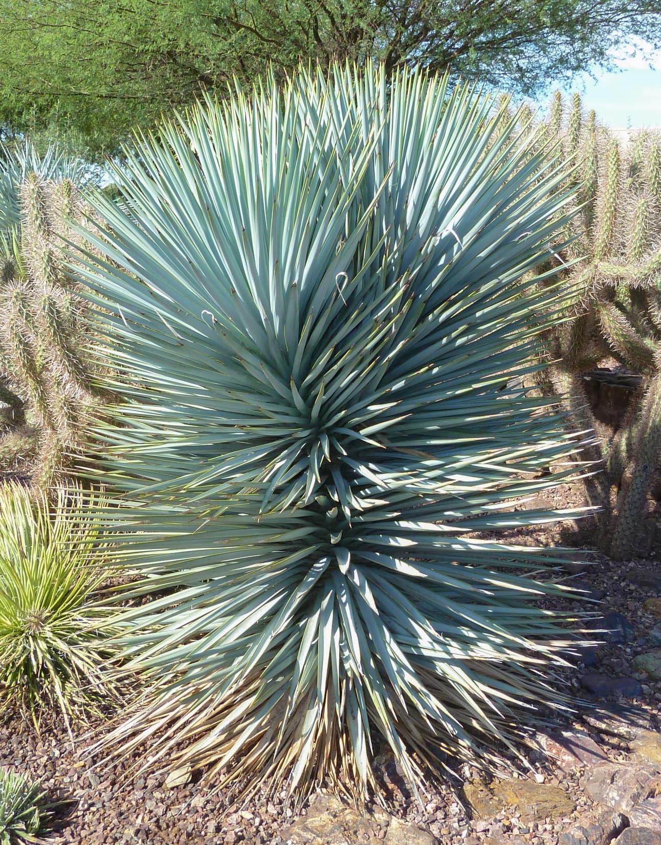 Yucca rigida 'Blue Sentry' - Blue Sentry Yucca