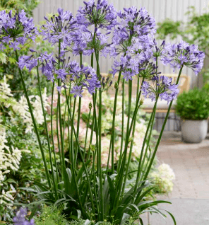 Agapanthus 'Poppin Star' USPP#28,767 - Poppin Star African Lily