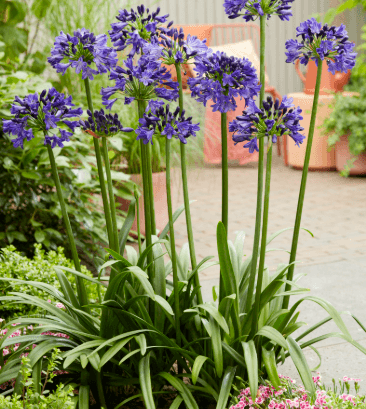 Agapanthus 'Midnight Sky' USPP#35,644 - Midnight Sky African Lily