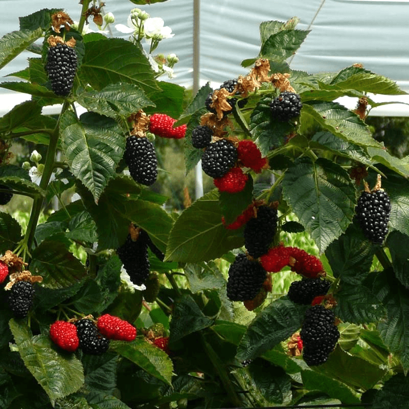 Rubus 'Prime-Ark Traveler' - Prime-Ark® Traveler Blackberry USPP#28,598