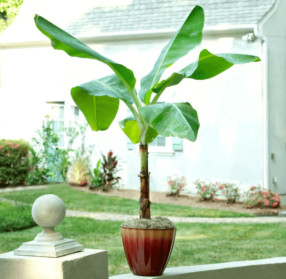 Musa acuminata 'Ice Cream' - Ice Cream/Blue Java Banana