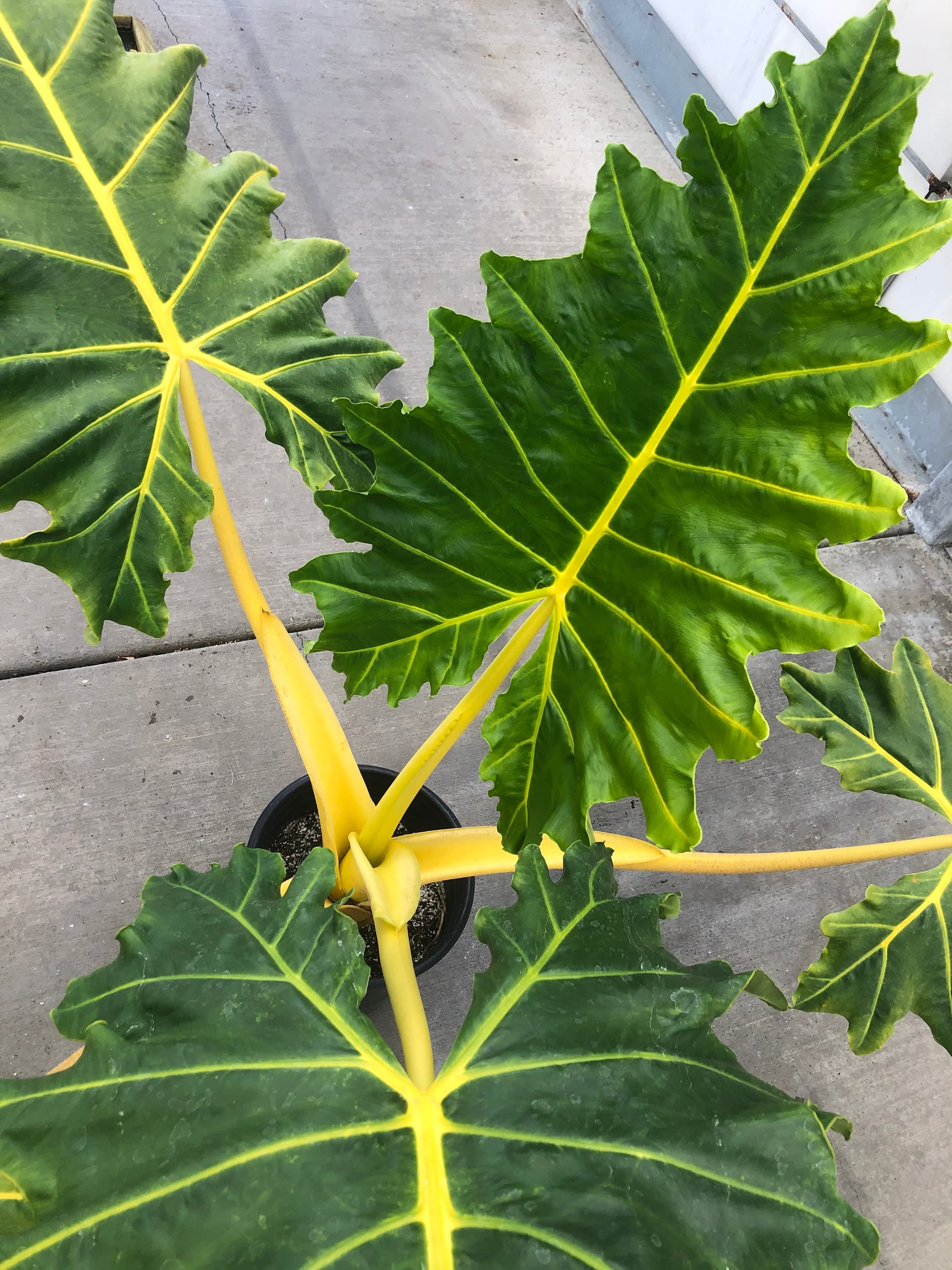 Alocasia 'Golden Dragon'