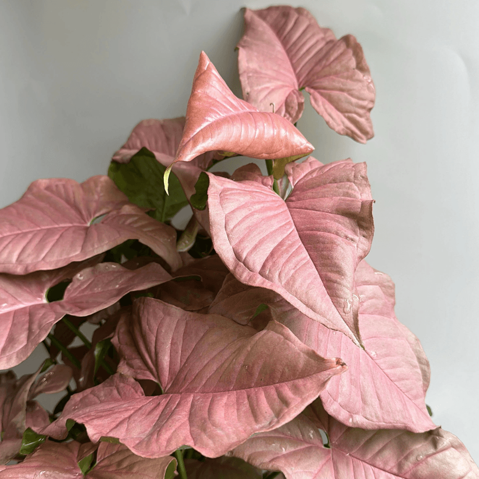 Syngonium podophyllum 'Pink' - Pink Syngonium