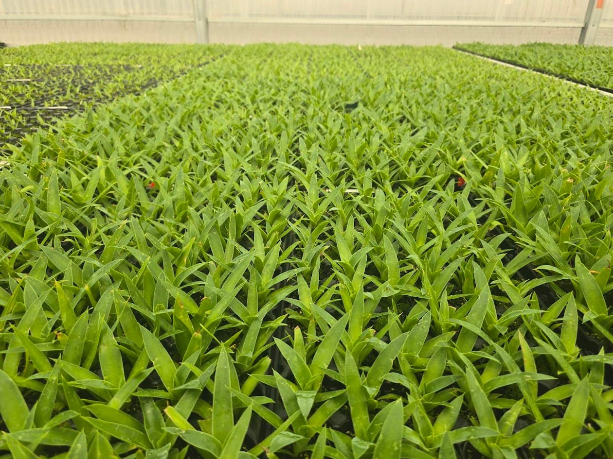 Agave attenuata 'Boutin Blue' - Boutin Blue Agave