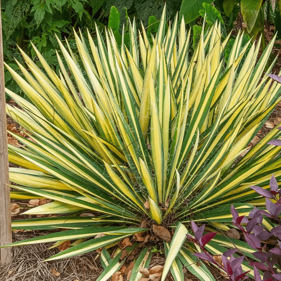 Yucca filamentosa 'Color Guard' - Adam's Needle