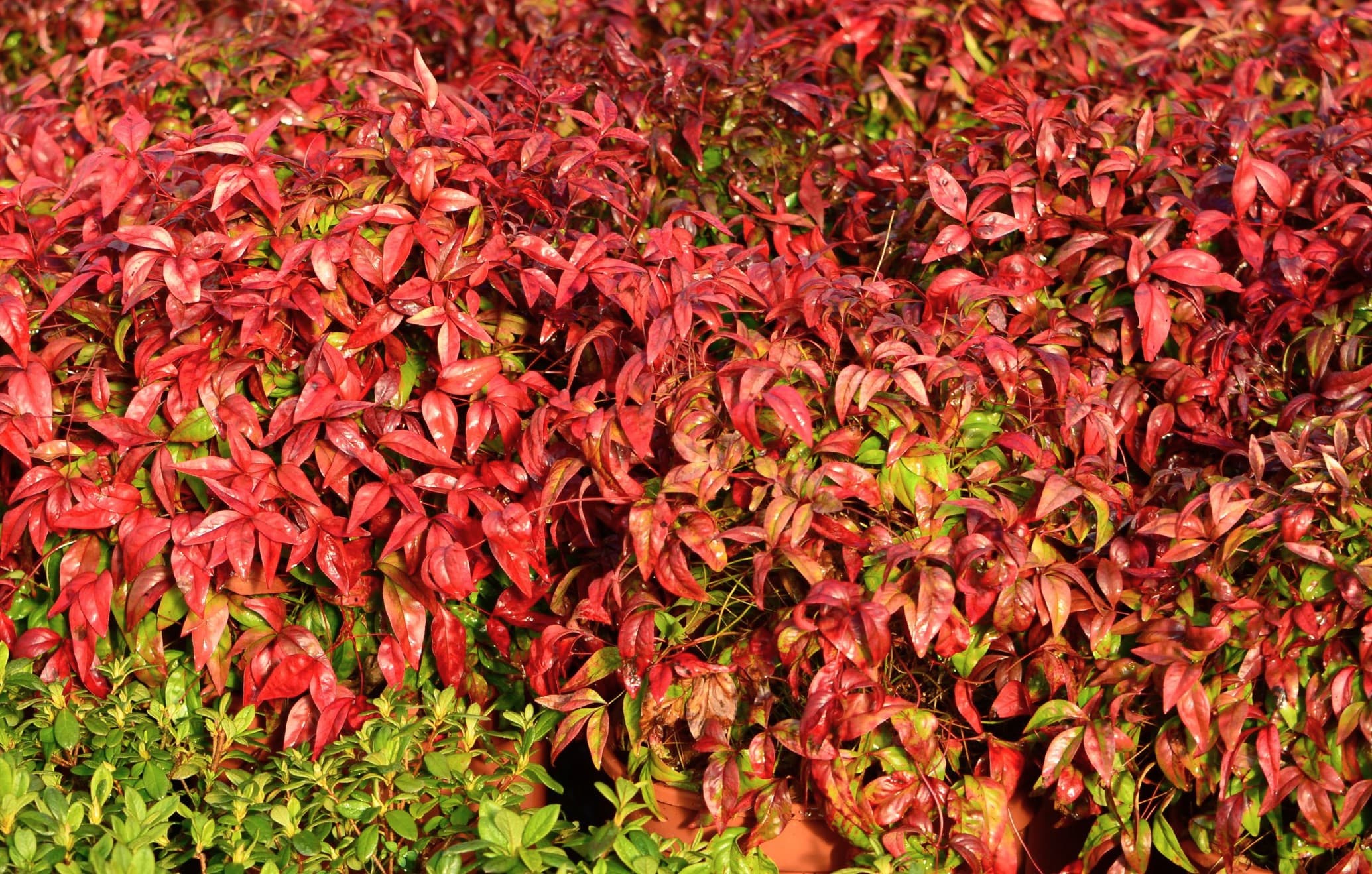 Nandina domestica 'Firepower' - Fire Power Nandina