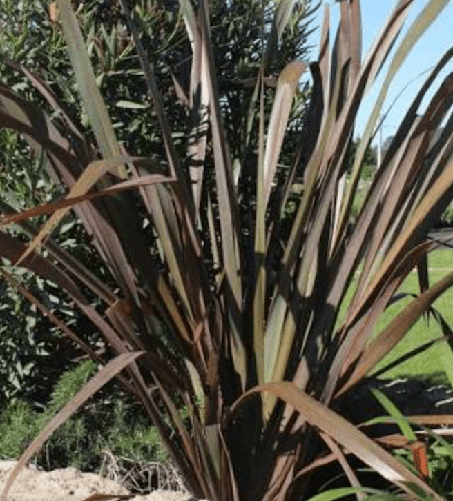 Phormium 'Atropurpureum'