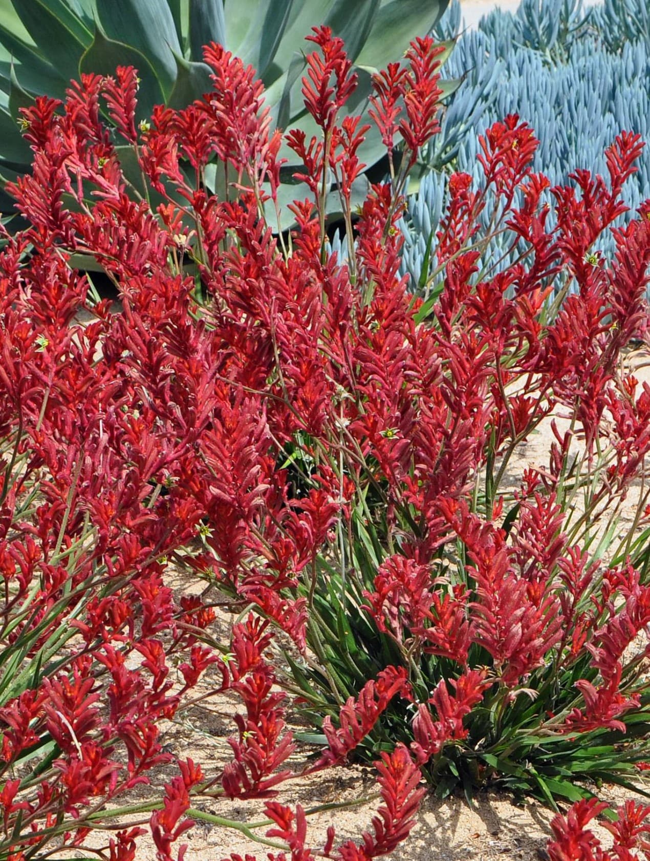 Anigozanthos 'Bush Ranger' - Dwarf Red Kangaroo Paw