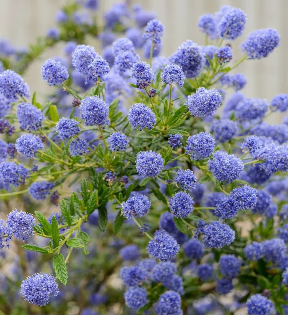 Ceanothus azureus 'Concha' - Concha California Lilac