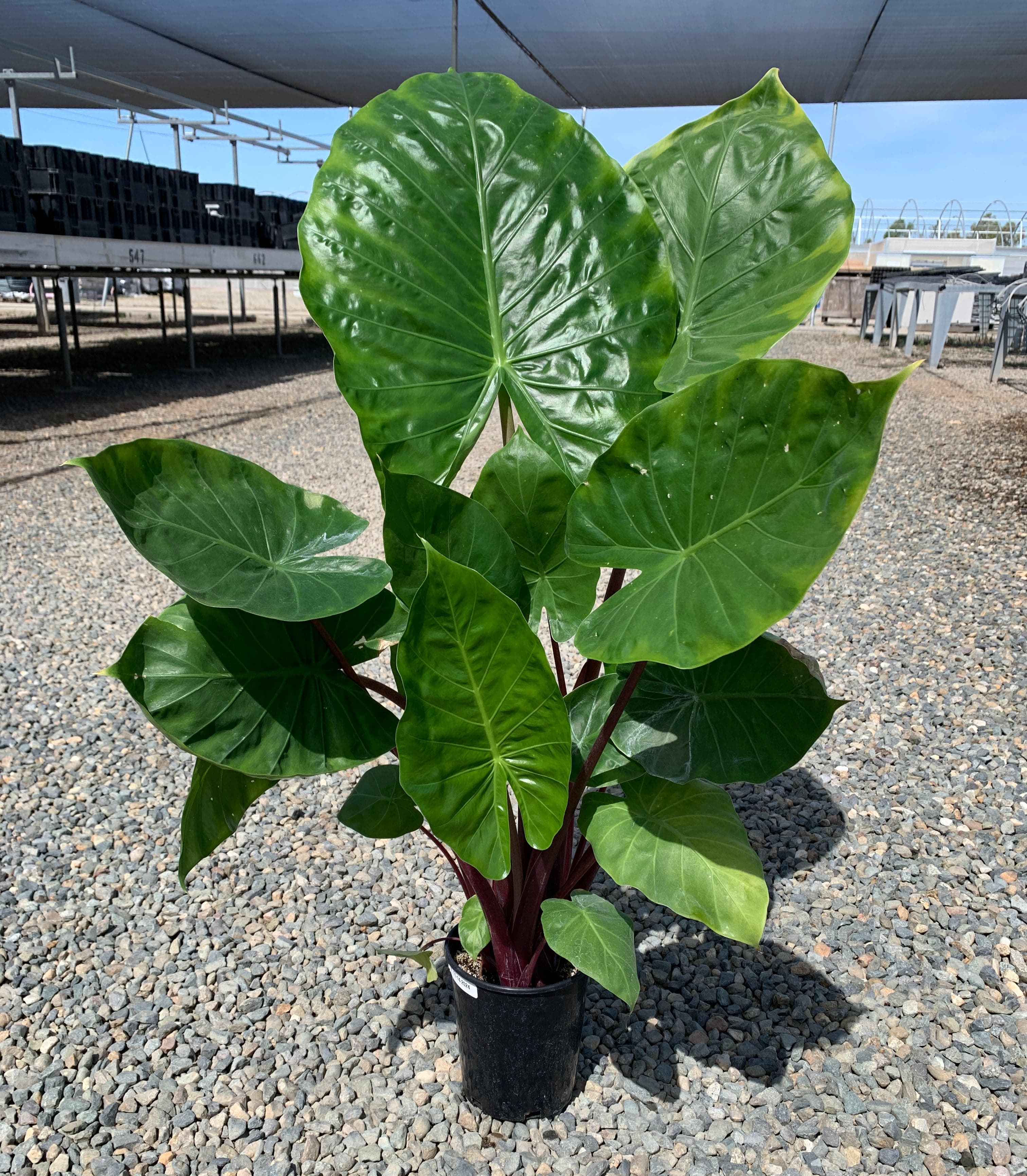 Alocasia 'Imperial Red'