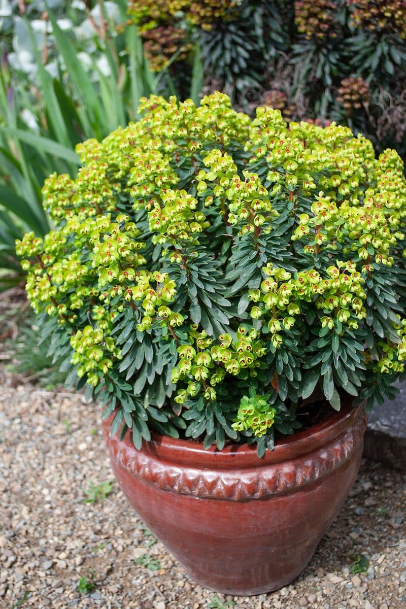 Euphorbia martinii - 'Tiny Tim'