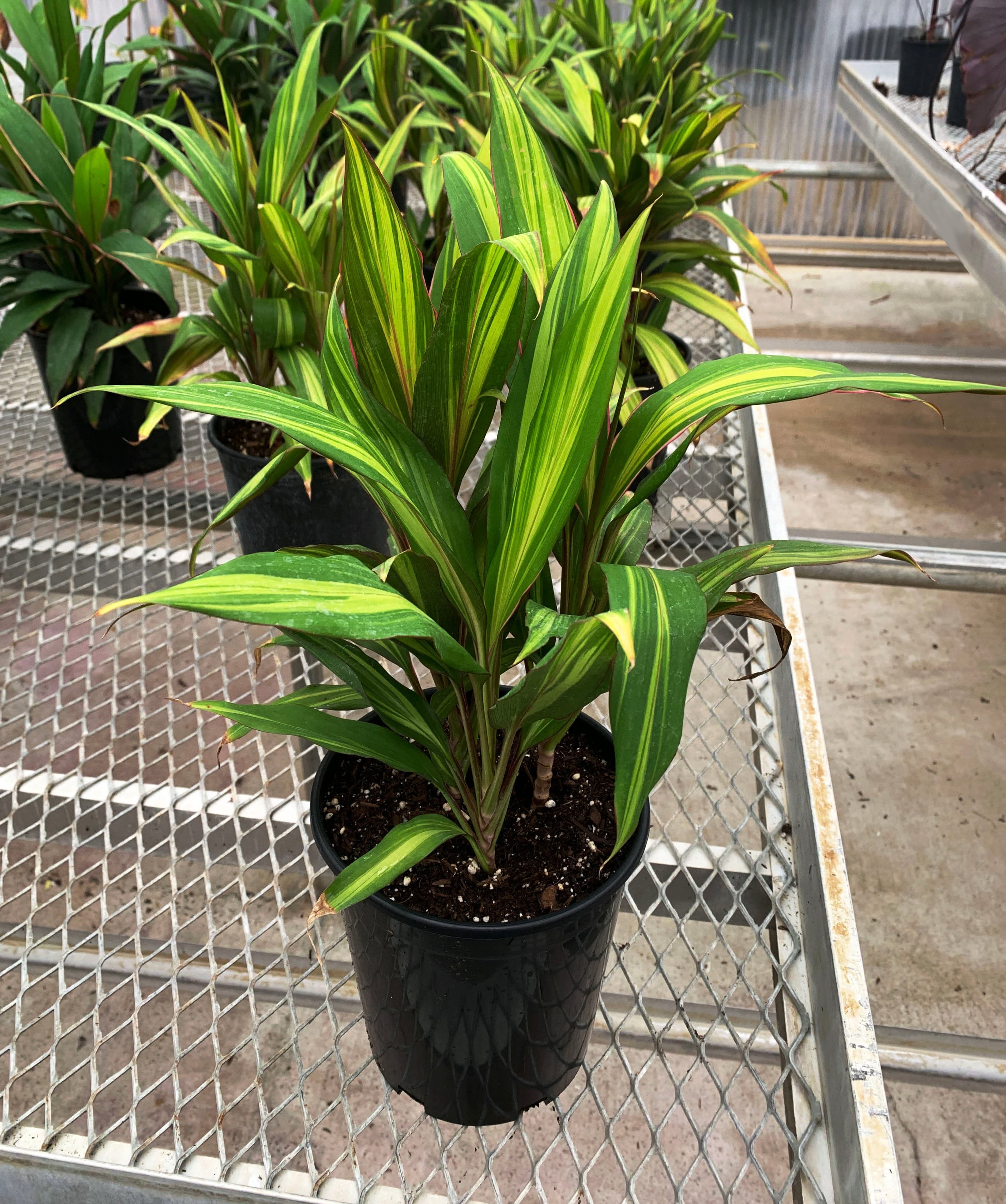 Cordyline 'Kiwi' - Variegated Hawaiian Ti