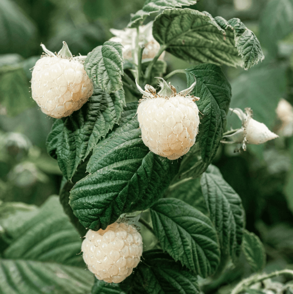 Rubus ‘Snowbank’ - Snowbank Blackberry