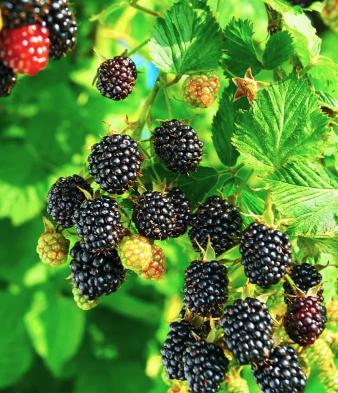 Rubus 'Kiowa' - Kiowa Blackberry