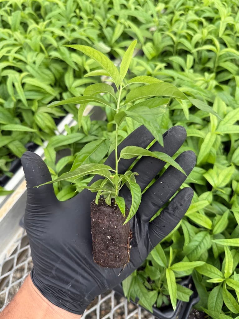 Prunus Viking - Almond/Peach/Nectarine Rootstock