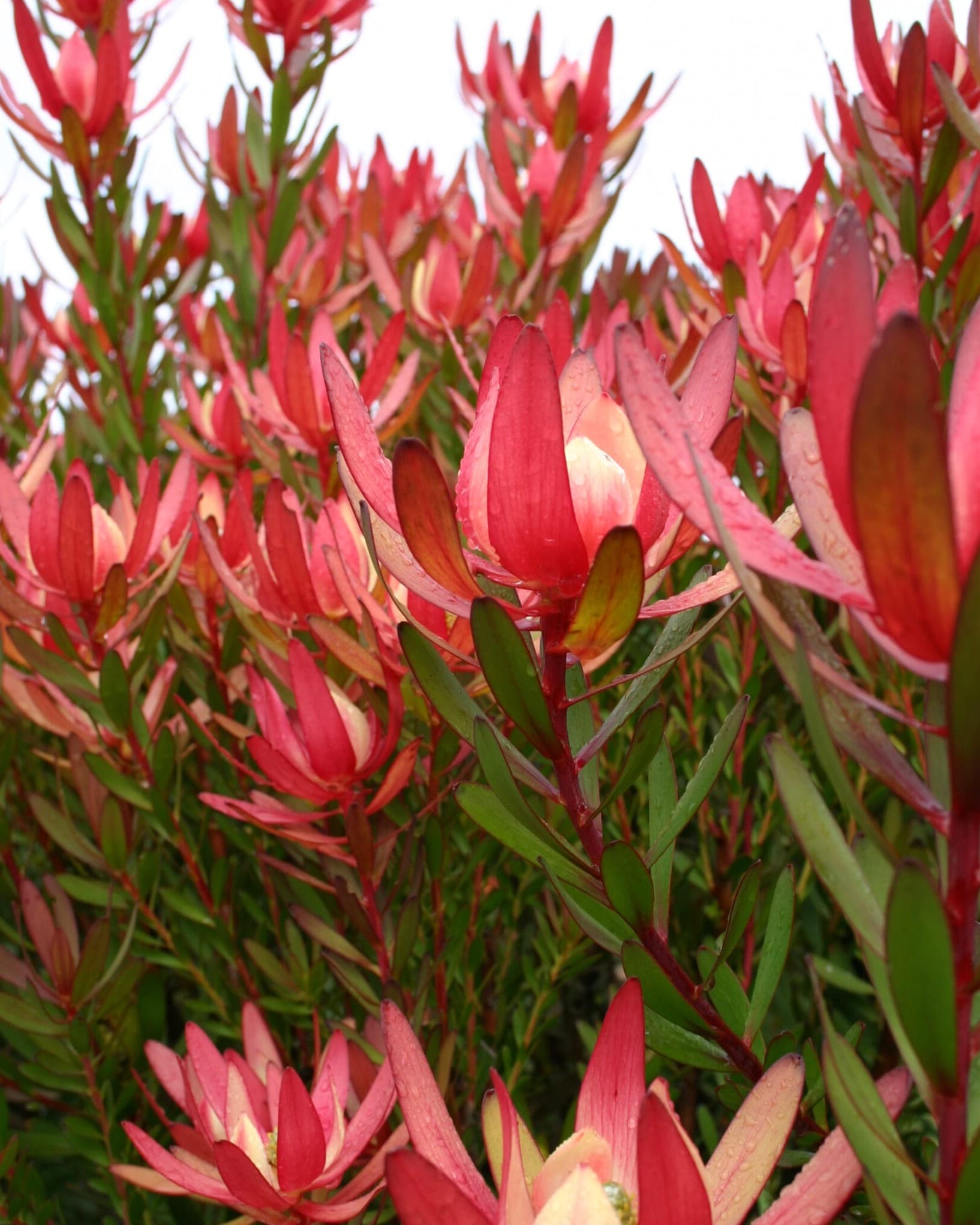 Leucadendron 'Safari Sunset' - Safari Sunset Conebush
