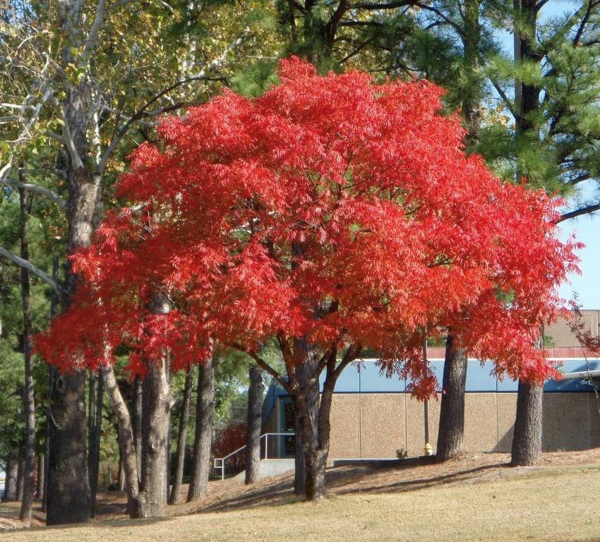 Pistacia chinensis ‘Red Push’ (UCB-1) - Red Push Pistache