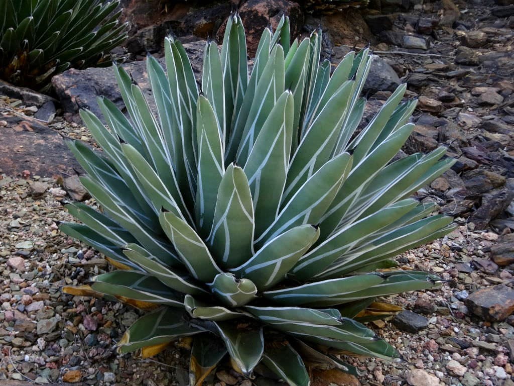 Agave nickelsiae - King Ferdinand Agave