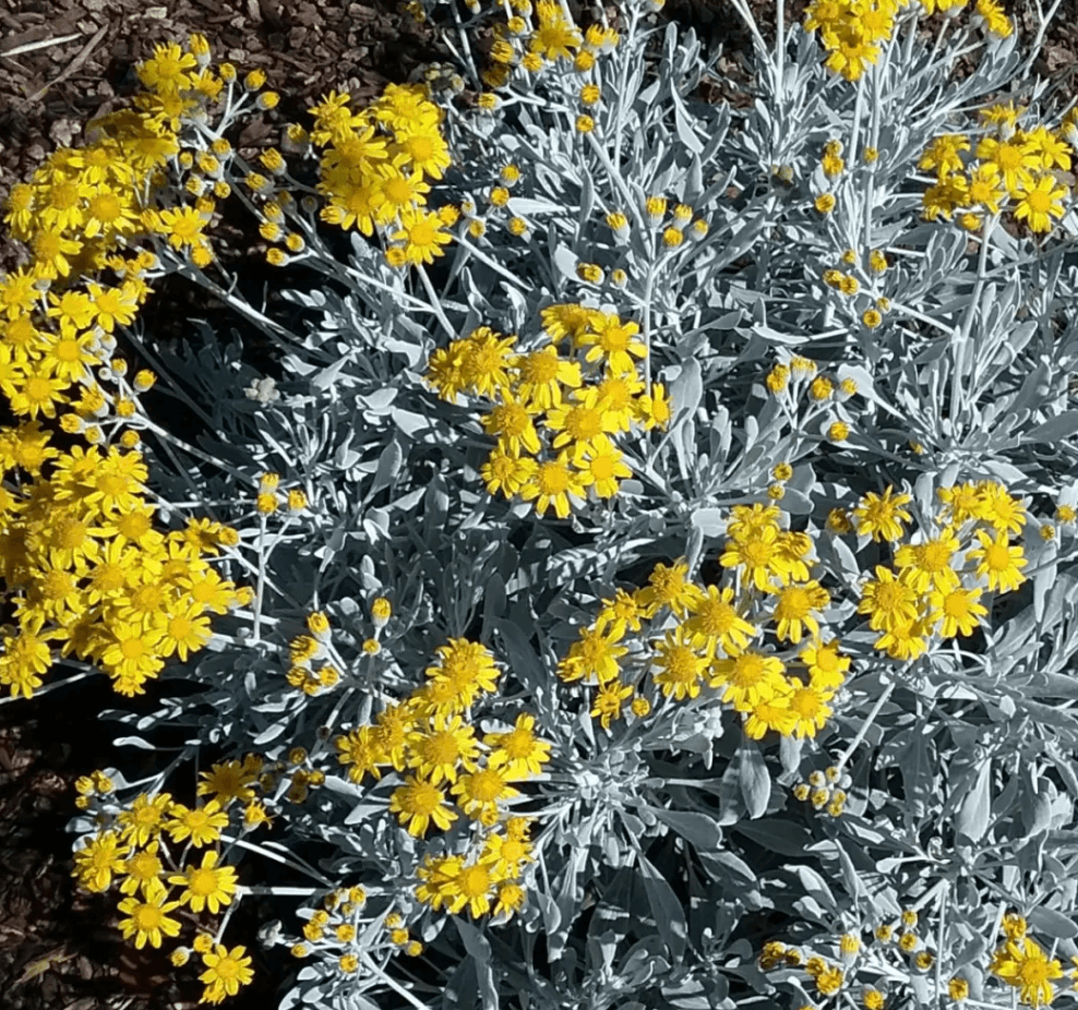 Senecio palmeri 'Silver and Gold' - Guadalupe Island Senecio