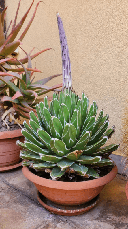 Agave victoria-reginae - Queen Victoria