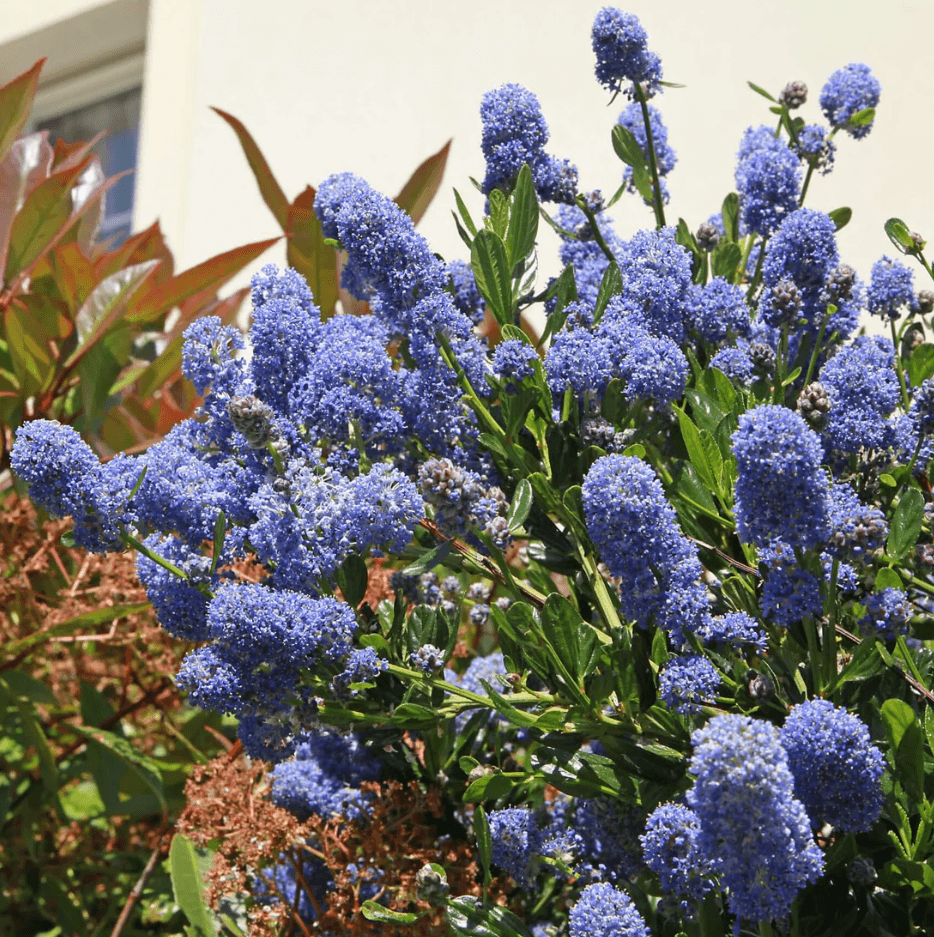Ceanothus azureus 'Julia Phelps' - Julia Phelps California Lilac