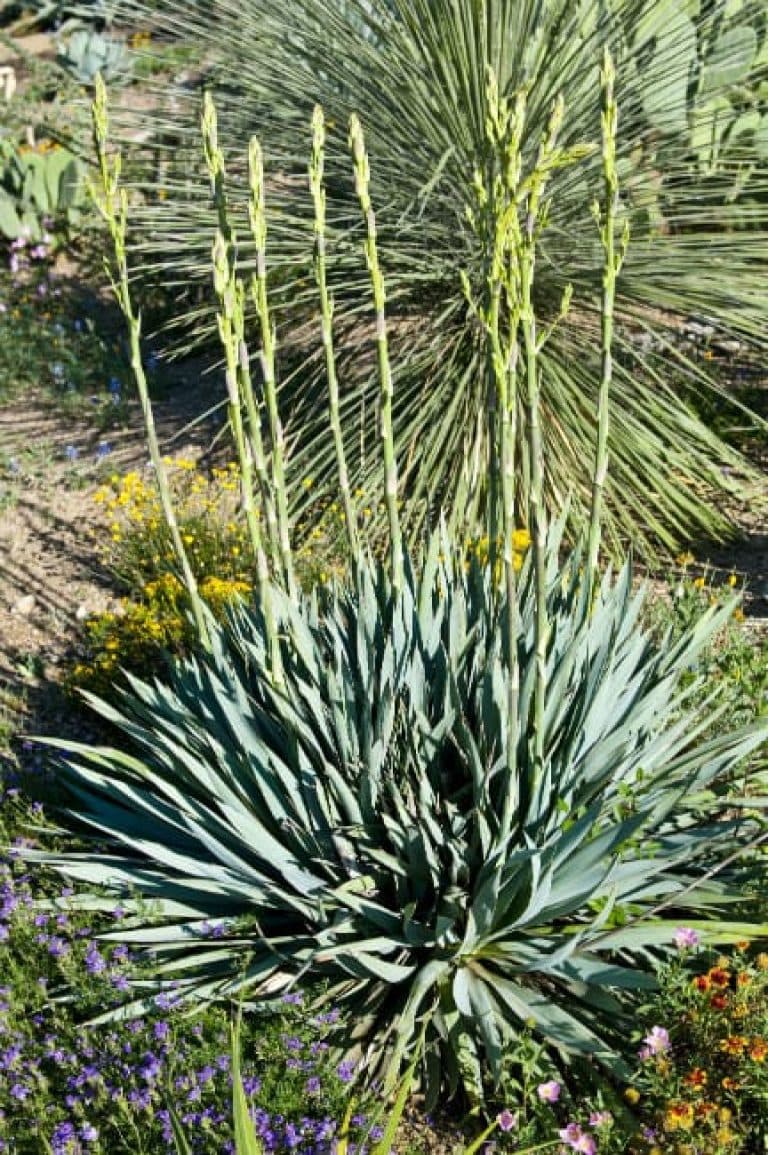 Yucca pallida - Pale-Leaf Yucca